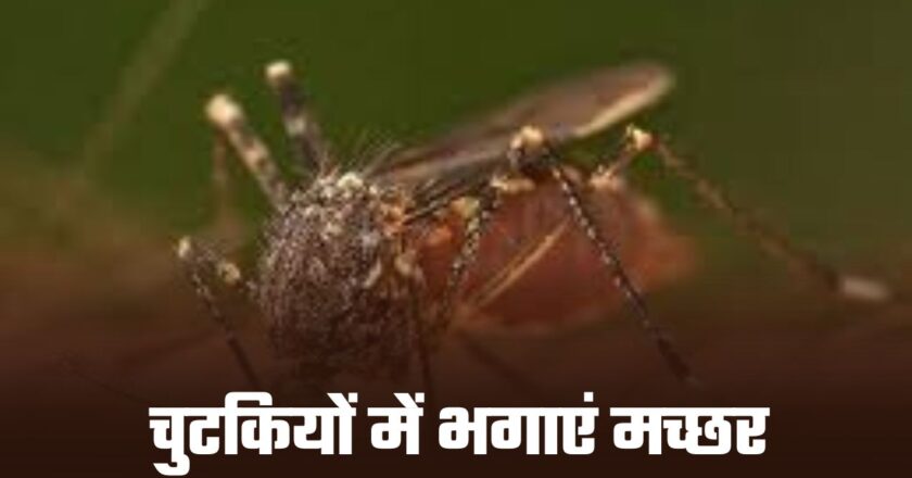 Mosquitoes: मच्छरों ने कर दिया है जीना हाराम तो बस दादी-नानी वाले इन नुस्खों करें इस्तेमाल, चुटिकयों में भागेंगे मच्छर